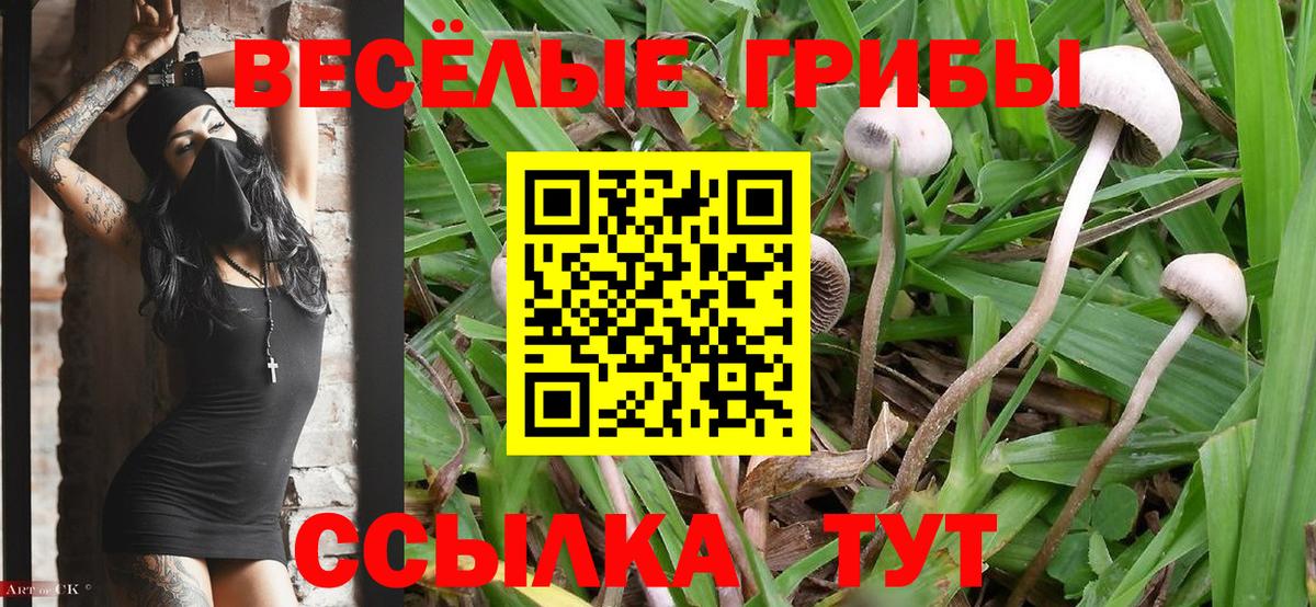 Псилоцибиновые грибы Psilocybine cubensis Рассказово